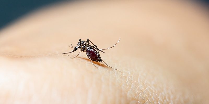 Close-up of blood sucking mosquitoes