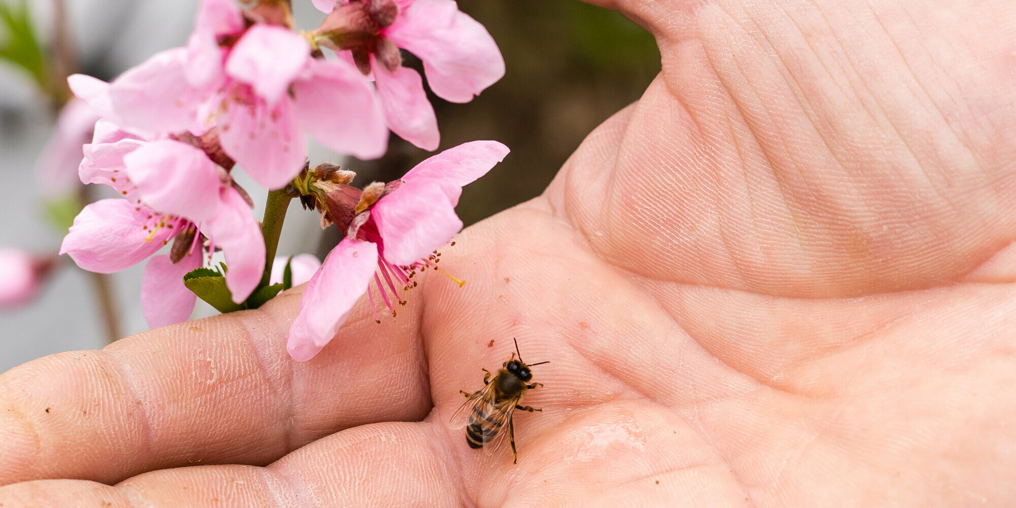 bienenstich.jpg Eine Hand hält eine Biene neben pinken Blütenzweigen, die in voller Blüte stehen.