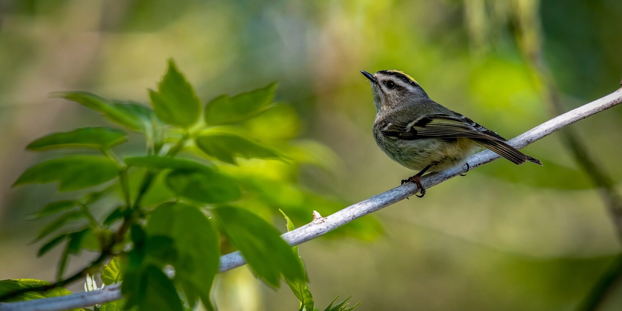 vogel-naturgeraeusche.jpg Ein kleiner Vogel sitzt auf einem Ast, umgeben von grünen Blättern, und blickt nach oben.
