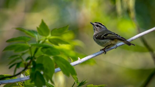 Ein kleiner Vogel sitzt auf einem Ast, umgeben von grünen Blättern, und blickt nach oben.