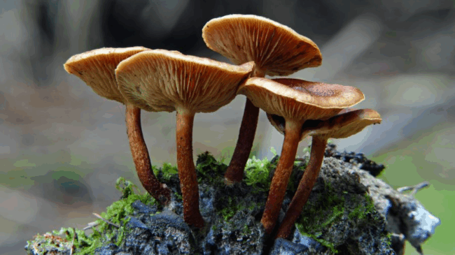 Vier braune Pilze mit gewölbten Hüten wachsen auf einem moosbedeckten Holzstück.